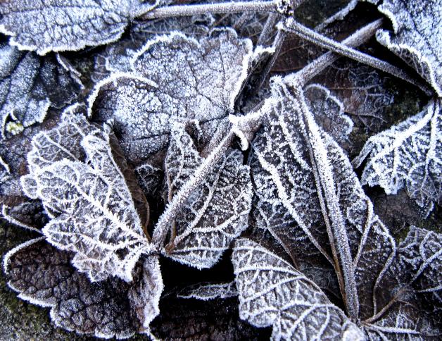 Eiskristalle auf Blättern