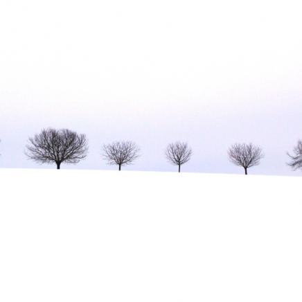 Winterbäume in Brügg