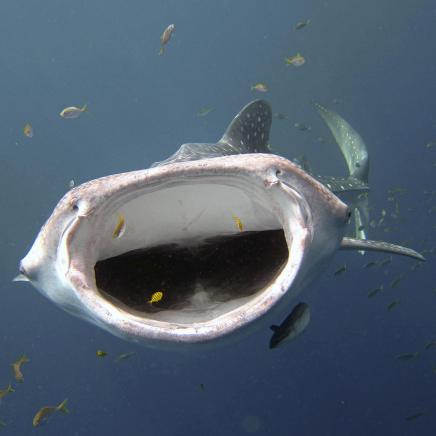 Tête - à - tête mit einem fressendem Walhai