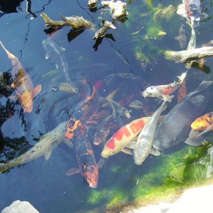 In einem Gartenteich-Koi Fische aus China 



koi