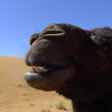 des Berbers Haustier
Marokko