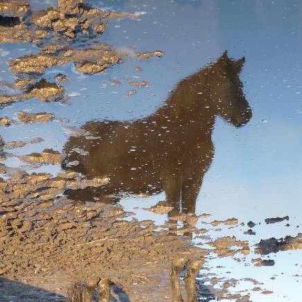 "Kwekja"
Pferd, spiegelt sich in Pfütze, Bild gedreht.