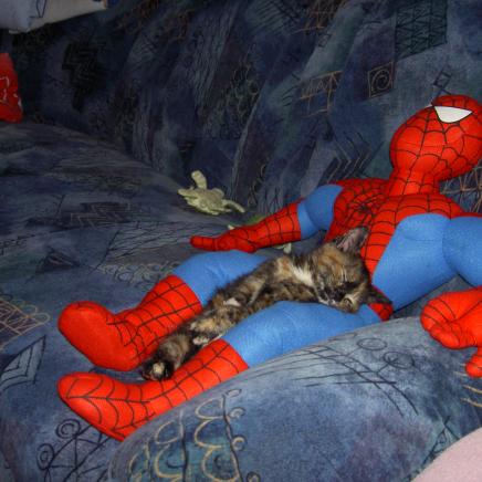Kätzchen Lordi muss mit drei Pfoten durch das Leben gehen und fühlt sich bei Spiderman sichtlich geborgen