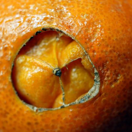 "Bauchnabel" einer Orange.