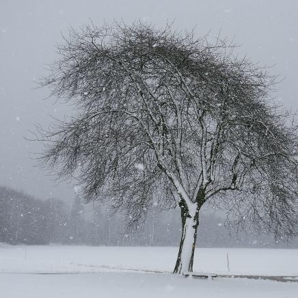 Einsamer Baum im Schneegestöber