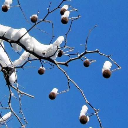Platanenfrüchte mit Schneehäubchen